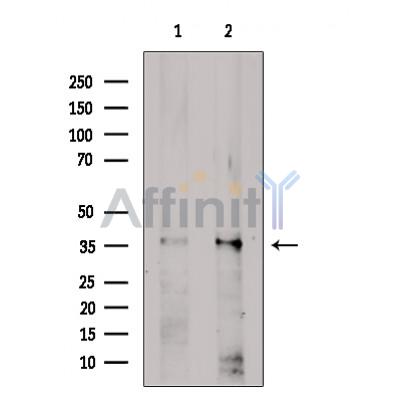 Валидация Affinity DF4637 - 16280