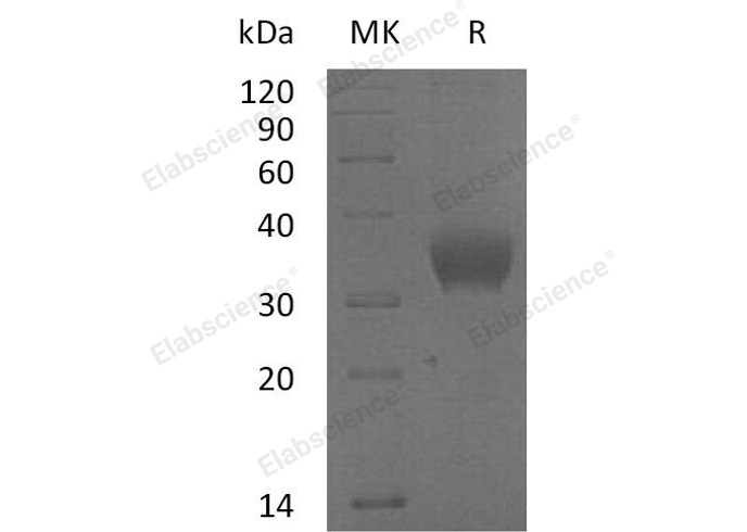 Валидация Elabscience PKSH033064(3435)