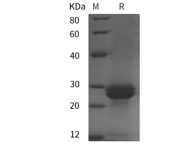 Валидация Elabscience PDEM100264(596)