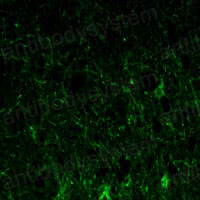 Валидация IF - AntibodySystem RHD03106