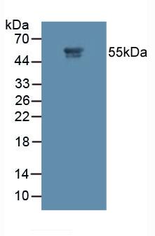 5345