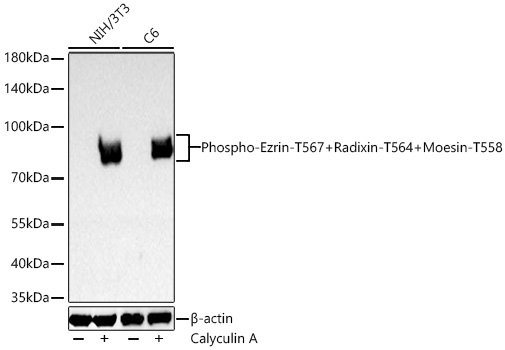 AP1594, вестерн-блоттинг, лизаты клеток NIH/3T3 и C6 (25207)