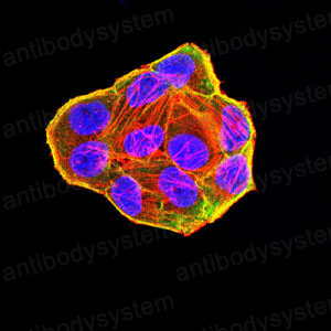 Валидация IF - AntibodySystem RHF98202