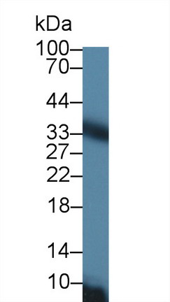 8596