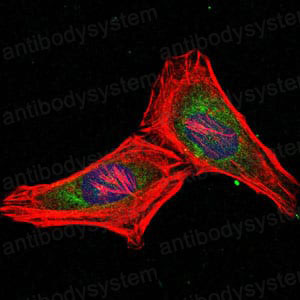 Валидация IF - AntibodySystem RHD76102