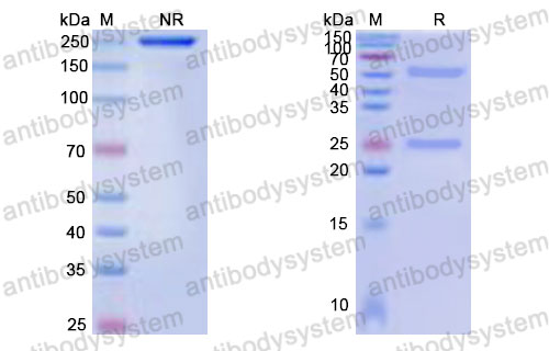 Валидация SDS-PAGE - AntibodySystem DHB95302