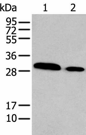 Валидация Elabscience E-AB-53485