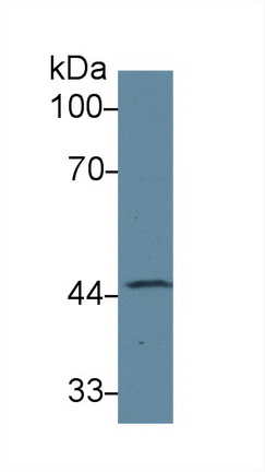 13613