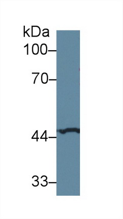 13614
