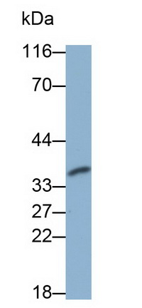 40996