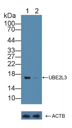 12162