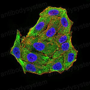 Валидация IF - AntibodySystem RHA00603 (3)