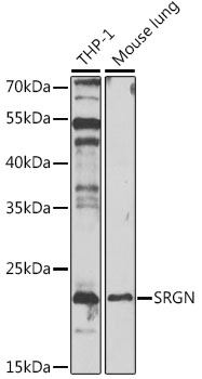Валидация Elabscience E-AB-68298