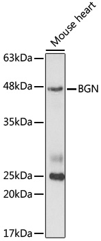 Валидация Elabscience E-AB-92676