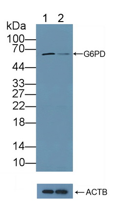 12113