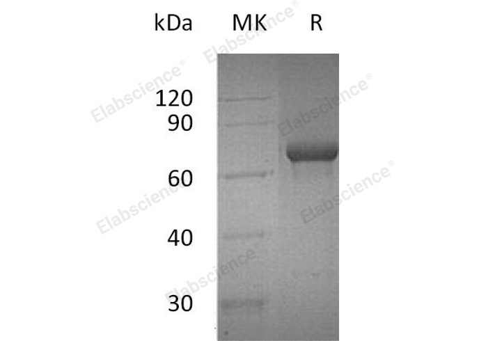 Валидация Elabscience PKSH032843(3254)