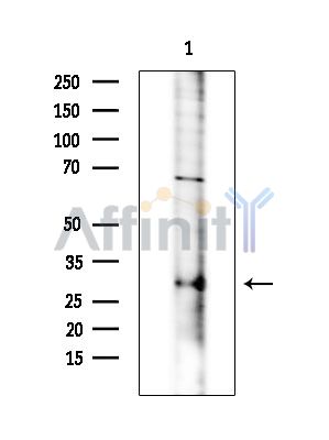 Валидация Affinity DF14216 - 10055