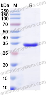 Валидация AntibodySystem YHA16901