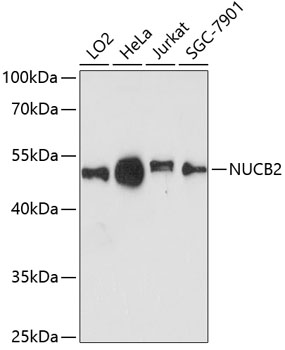 Валидация Elabscience E-AB-64290