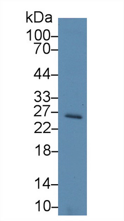 17668