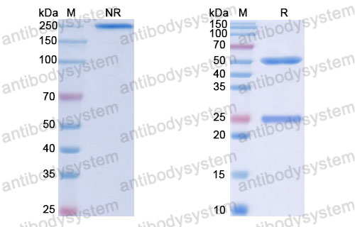 Валидация SDS-PAGE - AntibodySystem RHJ93104