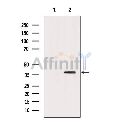 Валидация Affinity DF6842 - 18413