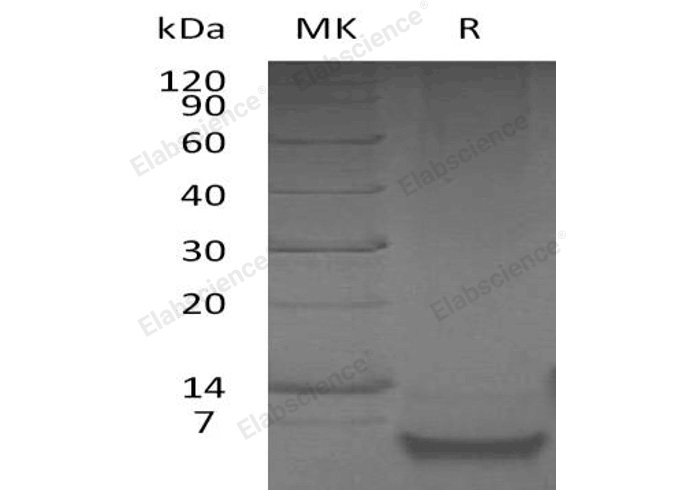 Валидация Elabscience PKSH033264(3602)