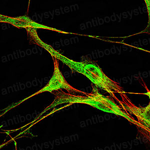 Валидация IF - AntibodySystem RHD12203 (534)