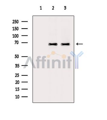 Валидация Affinity DF13884 - 9613