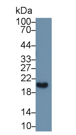 13335