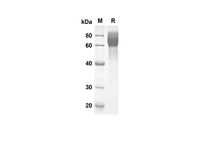 Валидация Elabscience PDMM100068(1040)
