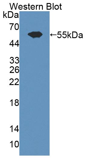 59663
