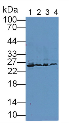 11931