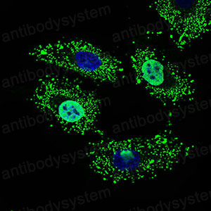 Валидация IF - AntibodySystem RHP00401
