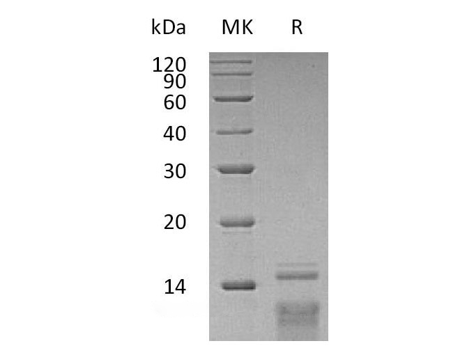 Валидация Elabscience PKSH033113(3474)