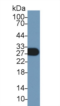 10249