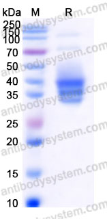 EHB75401, SDS-PAGE