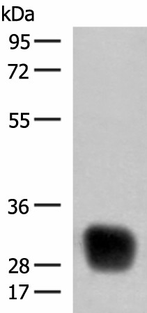Валидация Elabscience E-AB-52725