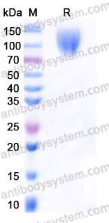 EHD65602, SDS-PAGE