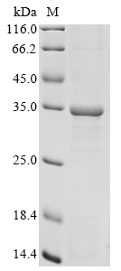 SDS-PAGE