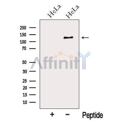 Валидация Affinity DF13167 - 8135