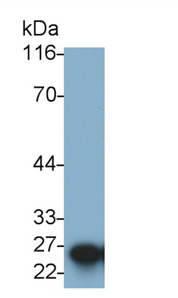 27776