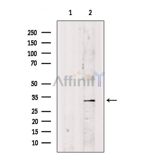 Валидация Affinity DF4543 - 16127