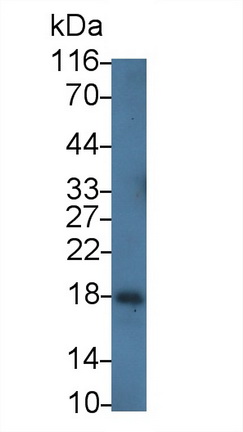 36784