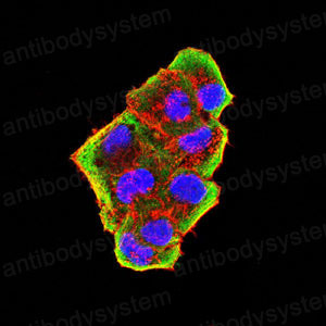 Валидация IF - AntibodySystem RHE30301