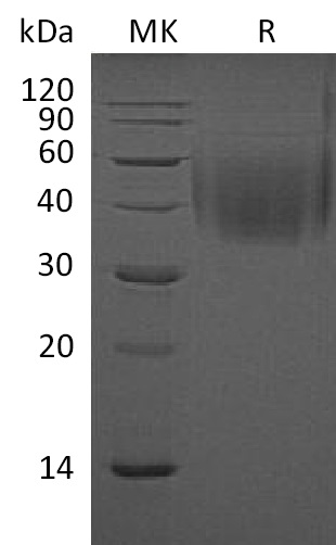 Валидация Elabscience PKSM041150(5062)