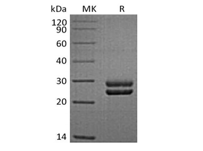 Валидация Elabscience PKSQ050097(5466)