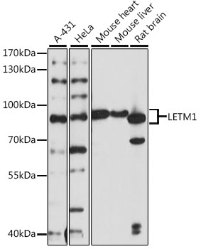 Валидация Elabscience E-AB-91245
