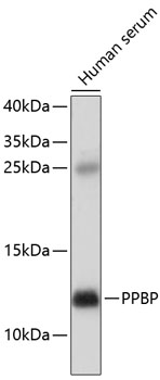 Валидация Elabscience E-AB-67387