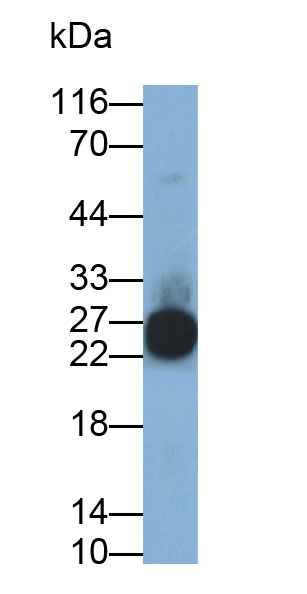 30933